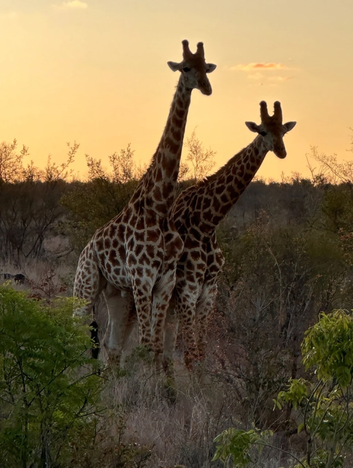 Giraffes at dusk on safari